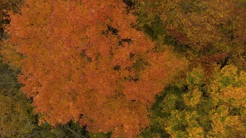 Bright orange leaf tree seen from above while drone drifts away Stock Footage 119182755