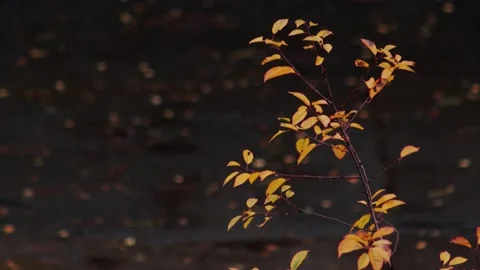 Bright orange leaves on an ash tree, against the background of bad weather in Stock Footage 289519367