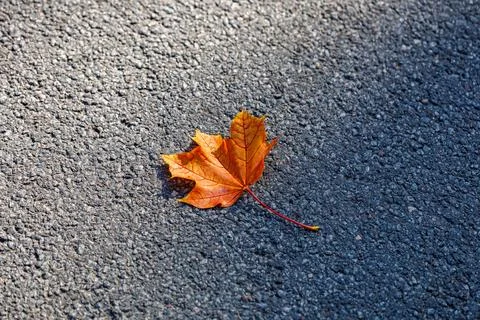 Bright orange maple leaf lying on grey asphalt road in autumn sunlight, fall sea Stock Photos