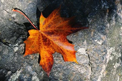 Bright orange maple leaf resting on a gray stone surface in autumn sunlight Foto stock
