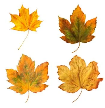 Bright orange maple leaf on white background 스톡 사진