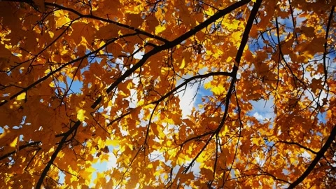Bright orange maple leaves on tree branches gently swaying in wind with sunlight Stock Footage 325660572