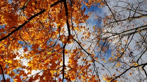 Bright orange maple leaves on tree branches gently swaying in wind at parkland.  Stock Footage 340902844