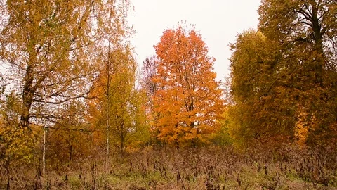 Bright orange maple,  lindens, birchs Stock Footage 117346264