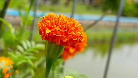Bright Orange Marigolds Stock Footage 327765714