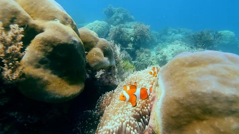 Bright orange nemo or clownfishes swimming above their anemone Stock Footage 112360945
