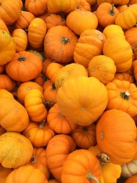 Bright orange pumpkin background Stock Photos