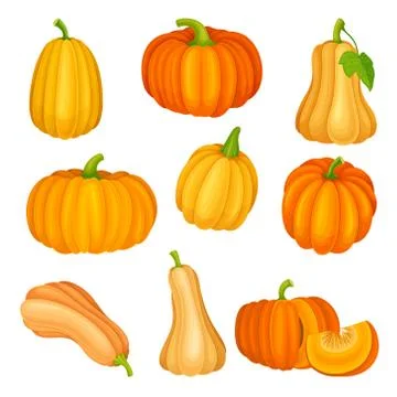 Bright Orange Pumpkin with Smooth, Slightly Ribbed Skin Vector Set Illustrazione stock