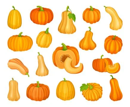 Bright Orange Pumpkin with Smooth, Slightly Ribbed Skin Vector Set Stock Illustration
