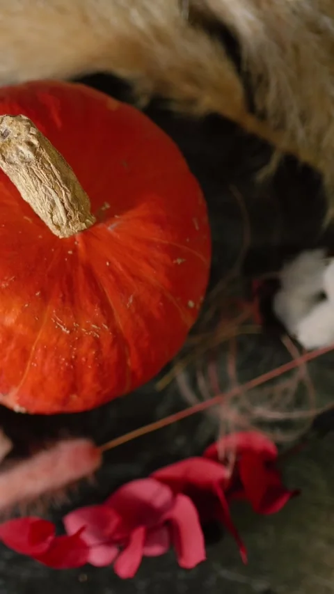 Bright orange pumpkin surrounded by autumn decorations, Halloween Stock Footage 346759795