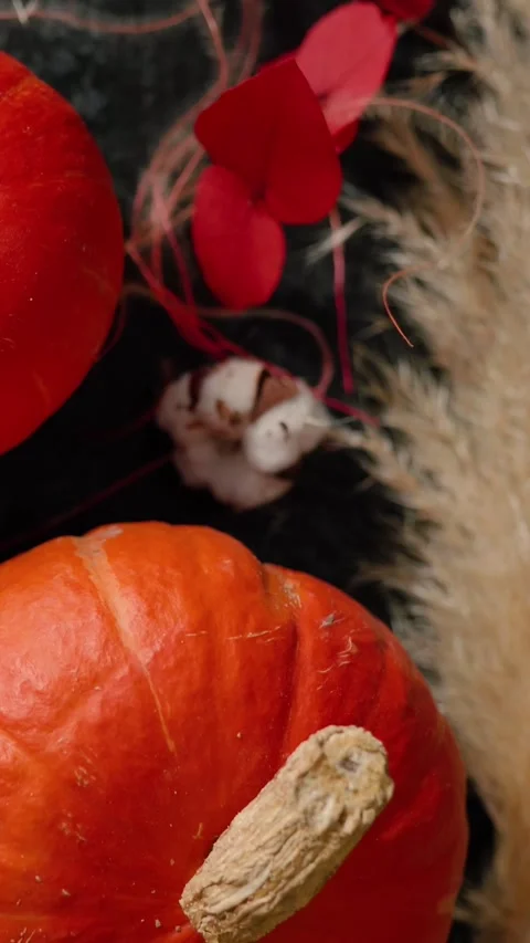 Bright orange pumpkin surrounded by autumn decorations, Halloween Stock Footage 346759871