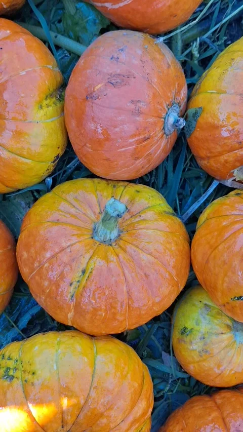 Bright orange pumpkins arranged on green grass, showcasing various sizes and Video stock 345960337