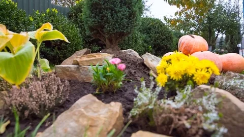Bright orange pumpkins on green grass. Background on Halloween Stock Footage 82284861