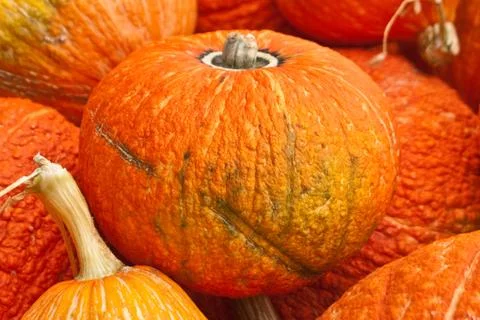 Bright orange pumpkins Stock Photos