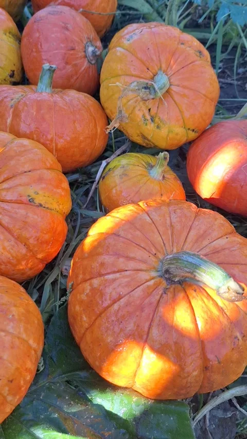 Bright orange pumpkins scattered on the ground, showcasing their vibrant color Video stock 345960382