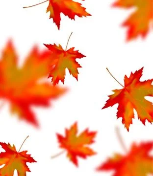 Bright orange red blurred falling maple leaves isolated on white background.  Stock Illustration