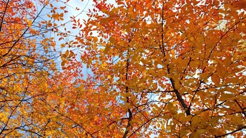 Bright orange-red foliage on the tree moves from the wind Stock Footage 163492205