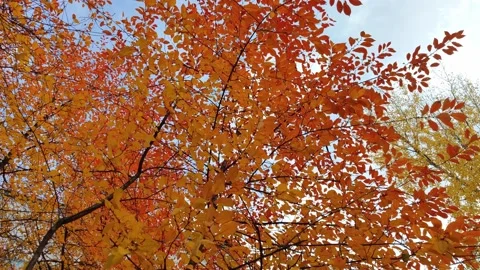 Bright orange-red foliage on the tree moves from the wind Stock Footage 165793449