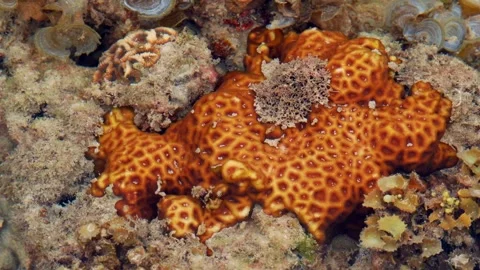 Bright Orange Reef Formation With Intricate Cellular Surface Pattern Video stock 342209870