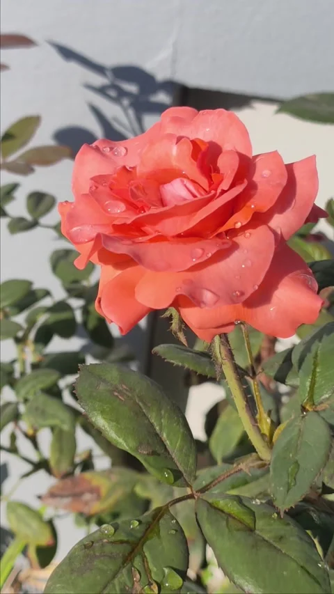 Bright orange rose on green vertical background 스톡 동영상 233889595