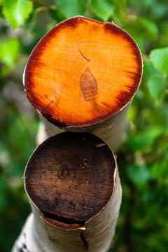 Bright orange section of birch trees of Mount Etna volcano, Italy Stock Photos