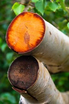 Bright orange section of birch trees of Mount Etna volcano, Italy Foto stock