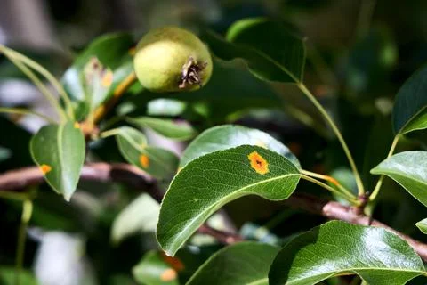 Bright orange spots of pear rust fungus, Gymnosporangium sabinae, infect gree Stock Photos