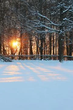 Bright orange sunset between trees in the snow. Stock Photos