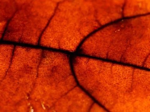 Bright orange texture of maple leaf Stockfoto's