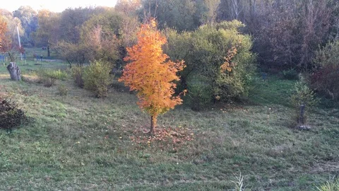Bright orange tree in autumn Stock Footage