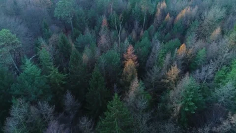 Bright Orange Trees in the Winter During Twilight - Friesland, The Netherlands Stock Footage 258629613