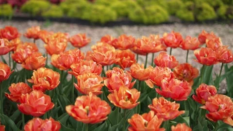 Bright orange tulips in full bloom. Concept of spring flowers. Stock Footage 278527862