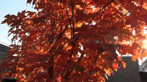 Bright orange vibrant fall colors on tree in autumn Stock Footage 116170733