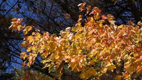 Bright orange / yellow maple leaves in the wind Stock Footage 72320647