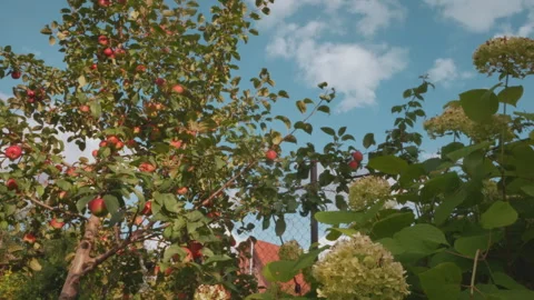 Bright orchard under sky. Lush foliage with cloud backdrop and sunlight. Serene Stock Footage 345176649