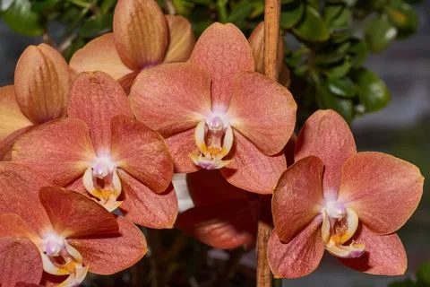 Bright orchid flowers on the background of plants. Stock Photos