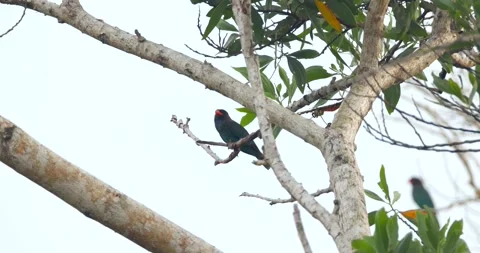 Bright Oriental dollarbird perched on tree branch amidst green leaves Vídeos de archivo 305936181