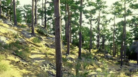 Bright outdoor landscape featuring textured ground and varied plants Stock Footage 335594448