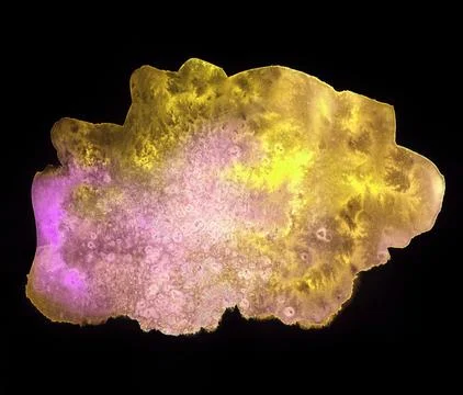Bright painted violet and yellow watercolor splash isolated on black Stock Illustration