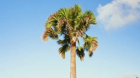 Bright palm tree in the blue sky in sunlight, view from bottom to top.  Stock Footage 229300544
