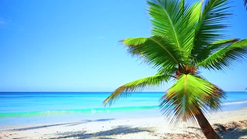 Bright palm tree on white beach against blue sea on sunny day. Stock Footage 296328258