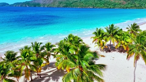 Bright palm trees on Bali sandy beach under blue sky on sunny summer day. Stock Footage 304901802