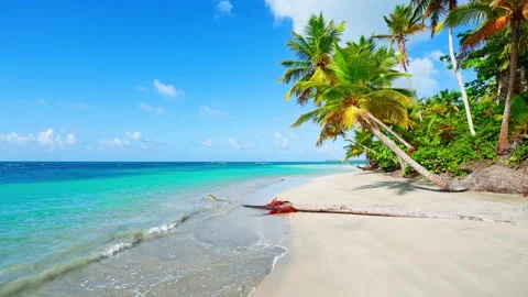Bright palm trees on the beach of Punta Cana. Summer tropical seascape. Stock Footage 286145800