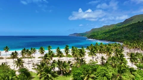 Bright palm trees on a tropical beach in a French Polynesian atoll  Stock Footage 336203313