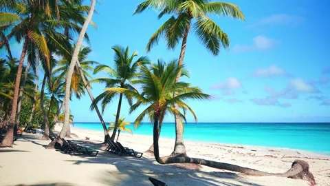 Bright palm trees on the white beach of the tropical Dominican island. Stock Footage 263865666
