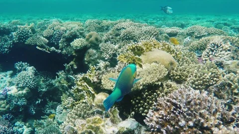 A bright parrot fish sails among the corals of the Red Sea. Amazing diving Video stock 74143256