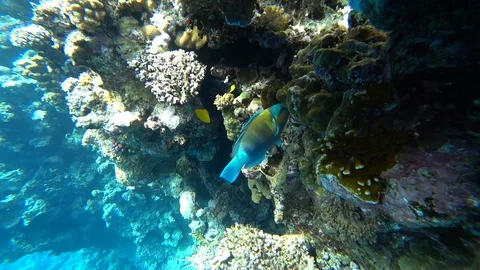 A bright parrot fish sails among the corals of the Red Sea. Stock Footage 89258570