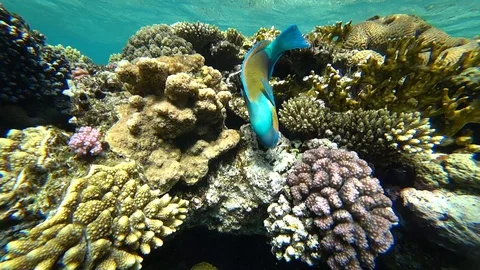 A bright parrot fish sails among the corals of the Red Sea. Stock Footage 89408977