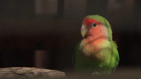 Bright parrot in the zoo Video stock 250068780