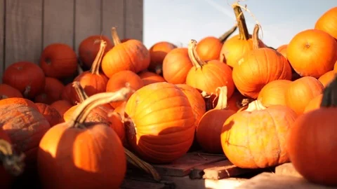 Bright patch of orange pumpkins fall sunny.mov Stock Footage 95776908
